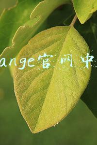 orange官网中文