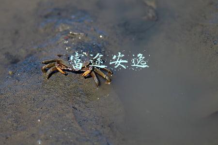 富途安逸