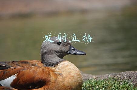 发射直播