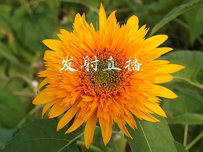 十三号飞船什么时候发射直播(神舟十三号将于16日0时23分发射)