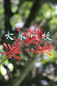 大米网校