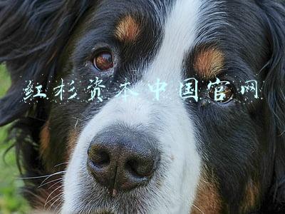 红杉资本中国官网
