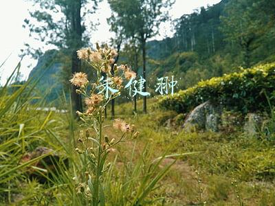 朱健翀