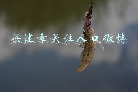 人口问题专家梁建章博士是什么的创始人(人口经济学家梁建章：高学历年轻人口红利还在上升期)