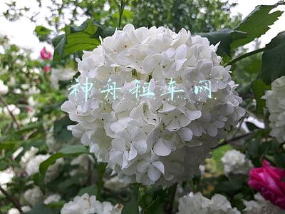 神州租车网点查询(神州租车在云南6州市设110个网点 可异地借还车)