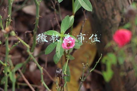 微软总市值