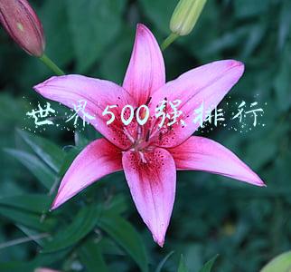 世界500强排行