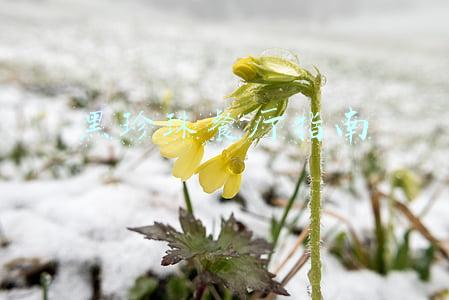2022黑珍珠餐厅指南(283家餐厅入选2022黑珍珠餐厅指南，国内三钻餐厅数量新增2家)