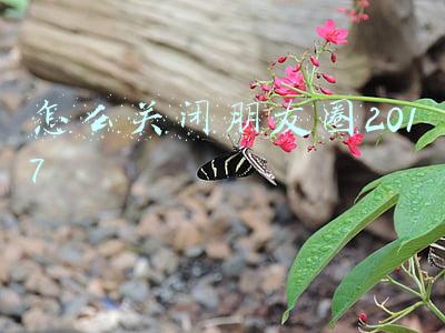怎么关闭朋友圈2017