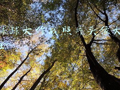 球球大作战照片头像大全