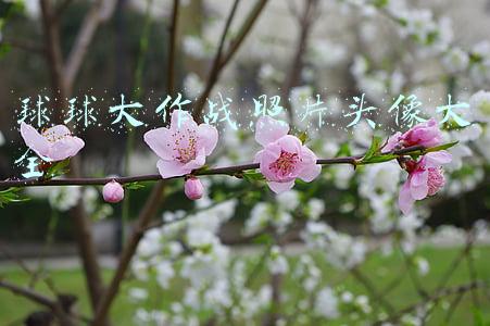 球球大作战照片头像大全