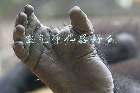 空气净化器好么