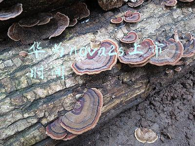 华为nova2s上市时间和价格(京东12.12暖暖节直降800 华为nova 2S高配仅1999元)