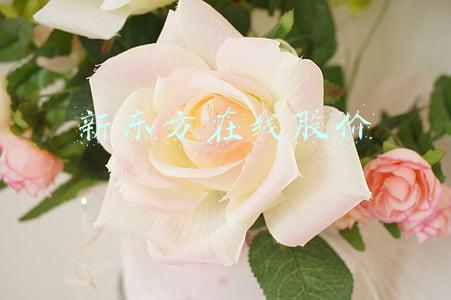 新东方在线股价