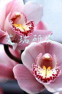 艾瑞研究