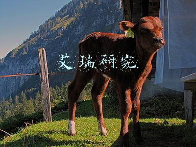 艾瑞研究