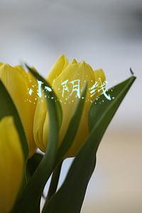 小阴线