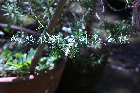 帆软软件公司怎么样
