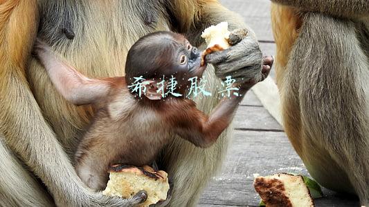 希捷股票