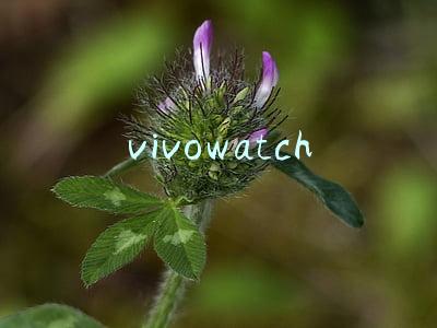 vivowatch