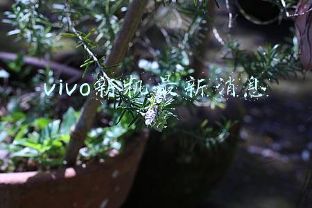 vivo新机最新消息