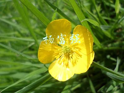 杨富强