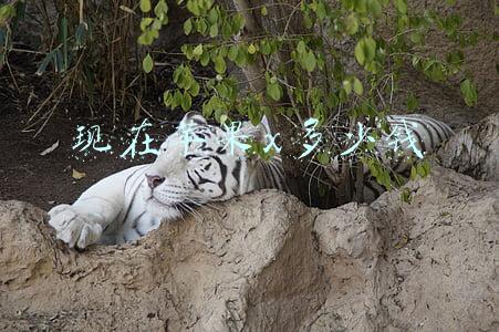 现在苹果x多少钱