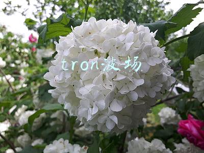 tron波场币(又一算法稳定币脱钩！“Terra式”悲剧或重演？)