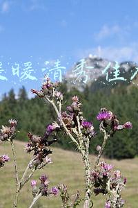 奇迹暖暖绝色佳人高分搭配(奇迹暖暖清秀佳人平民攻略 新主题高分搭配)