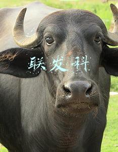 联发科
