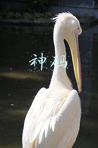 神码