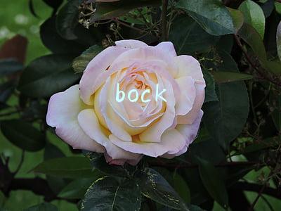 bock