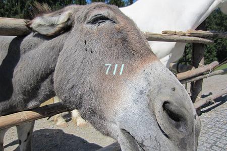711