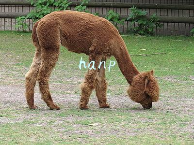 hanp