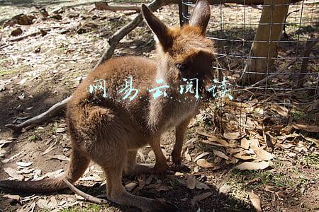 网易云阅读