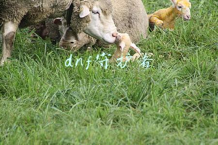 dnf守护者