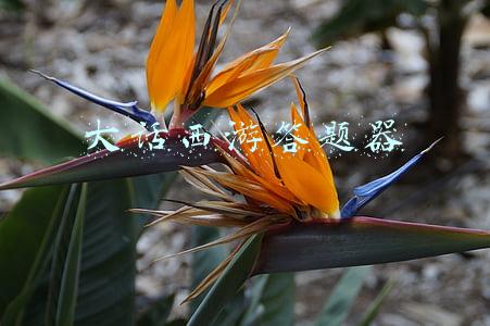 大话西游答题器科举答题(大话西游手游科举答题器 最新版科举答案大全)