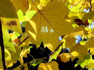 酷6网(酷6网宣布 与盛大集团的合并已经完成)