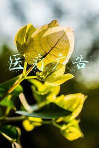 医疗广告