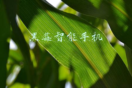 黑莓智能手机