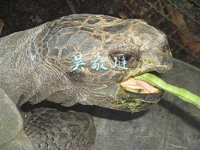 吴敬琏