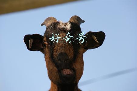 好奇号