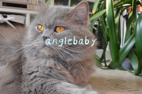 anglebaby