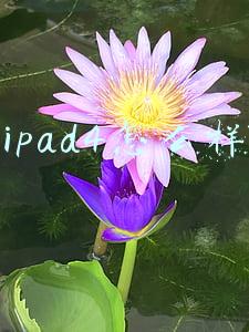 ipad4怎么样