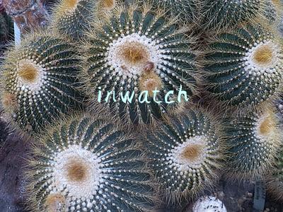 inwatch
