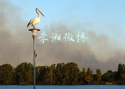 李湘微博