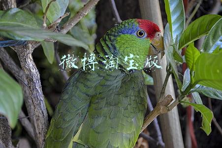微博淘宝版