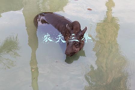 农夫三拳