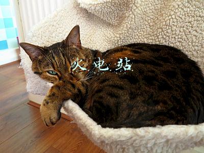 火电站