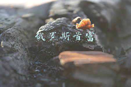 俄罗斯首富
